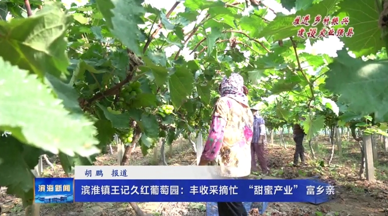 【推進鄉(xiāng)村振興建設農業(yè)強縣】濱淮鎮(zhèn)王記久紅