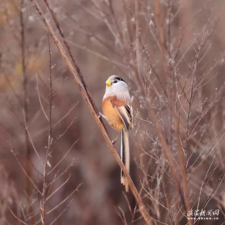 鳥(niǎo)中熊貓——震旦雅雀